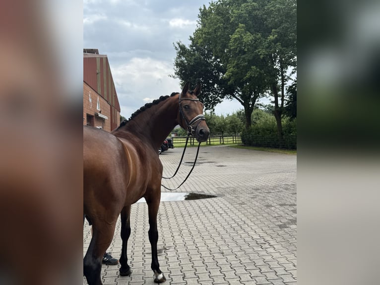 Oldenburg Mare 3 years 16 hh Brown in Visbek
