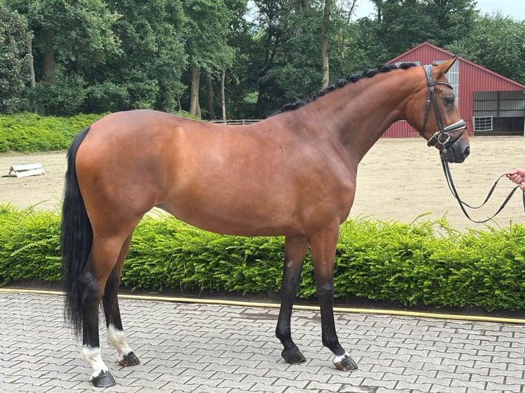 Oldenburg Mare 3 years 16 hh Brown in Visbek
