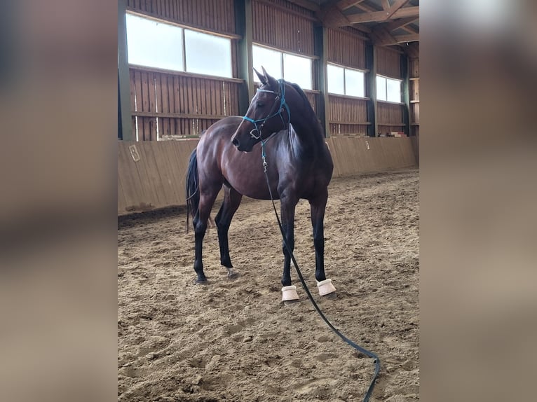 Oldenburg Mare 3 years 16 hh Brown in Weinern