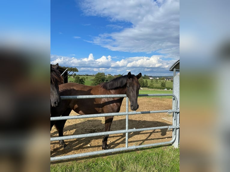 Oldenburg Mare 3 years 16 hh Brown in Dorscheid