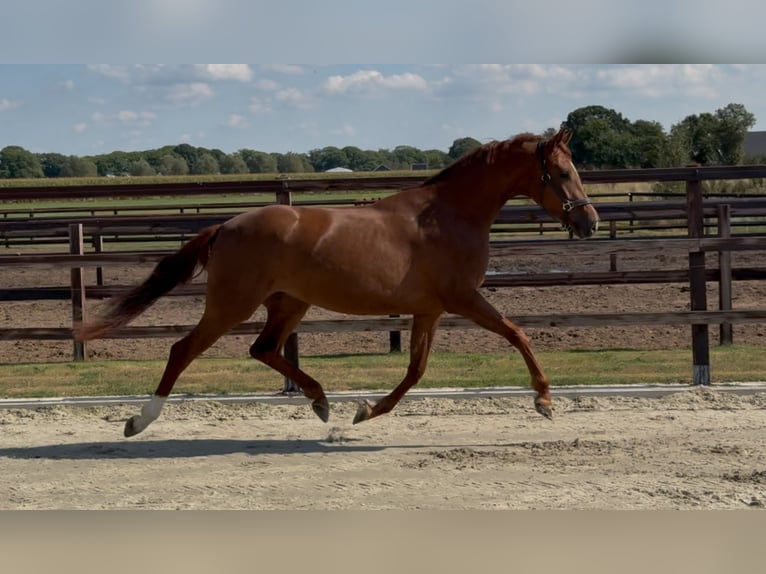 Oldenburg Mare 3 years 16 hh Chestnut in Zieuwent