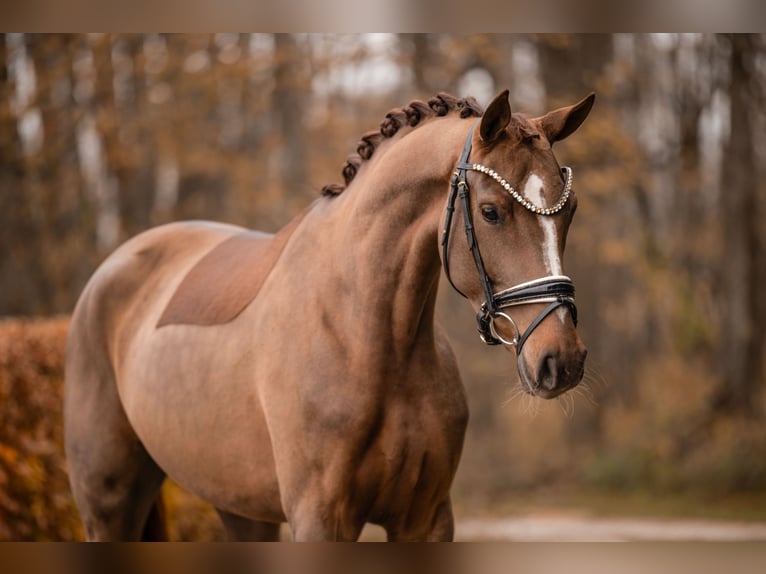 Oldenburg Mare 3 years 16 hh Chestnut in Wehringen
