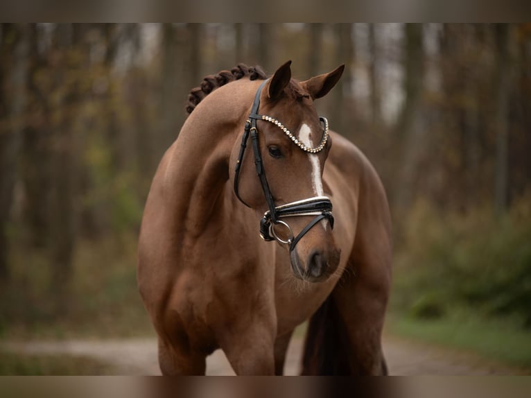 Oldenburg Mare 3 years 16 hh Chestnut in Wehringen