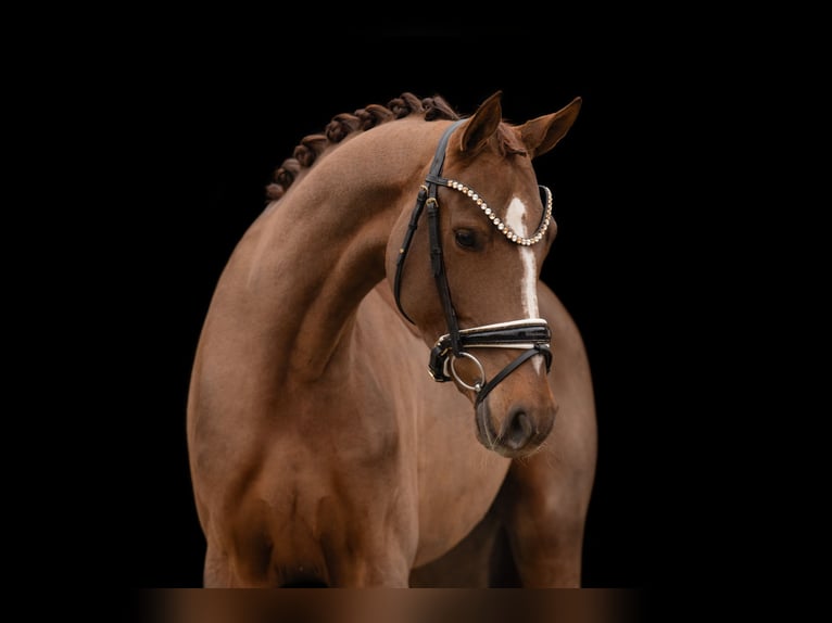 Oldenburg Mare 3 years 16 hh Chestnut in Wehringen