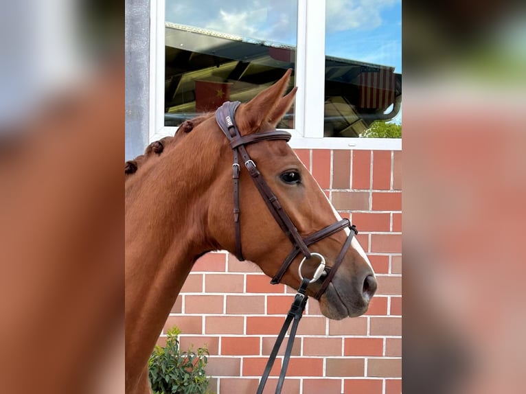 Oldenburg Mare 3 years 16 hh Chestnut in Vechta
