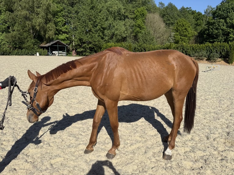 Oldenburg Mare 3 years 16 hh Chestnut-Red in Petershagen