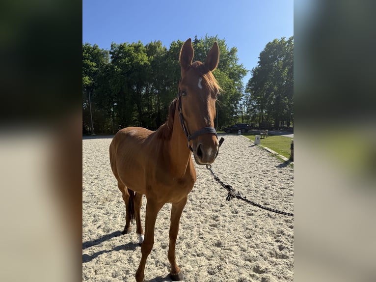 Oldenburg Mare 3 years 16 hh Chestnut-Red in Petershagen