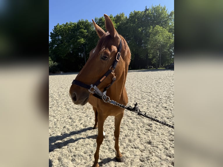 Oldenburg Mare 3 years 16 hh Chestnut-Red in Petershagen