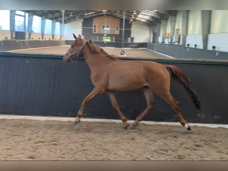 Oldenburg Mare 3 years 16 hh Chestnut-Red in Petershagen
