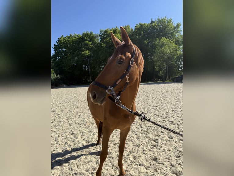 Oldenburg Mare 3 years 16 hh Chestnut-Red in Petershagen