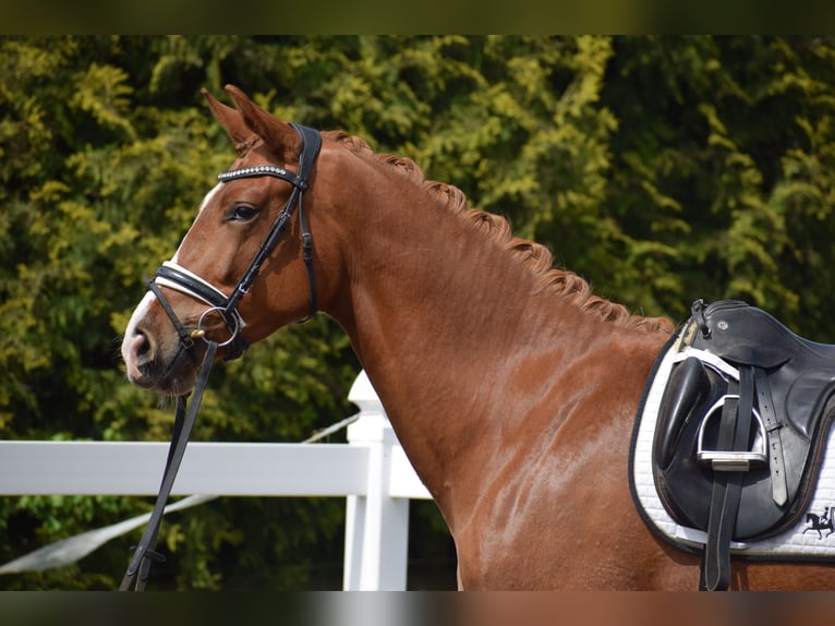 Oldenburg Mare 3 years 16 hh Chestnut-Red in Dätgen