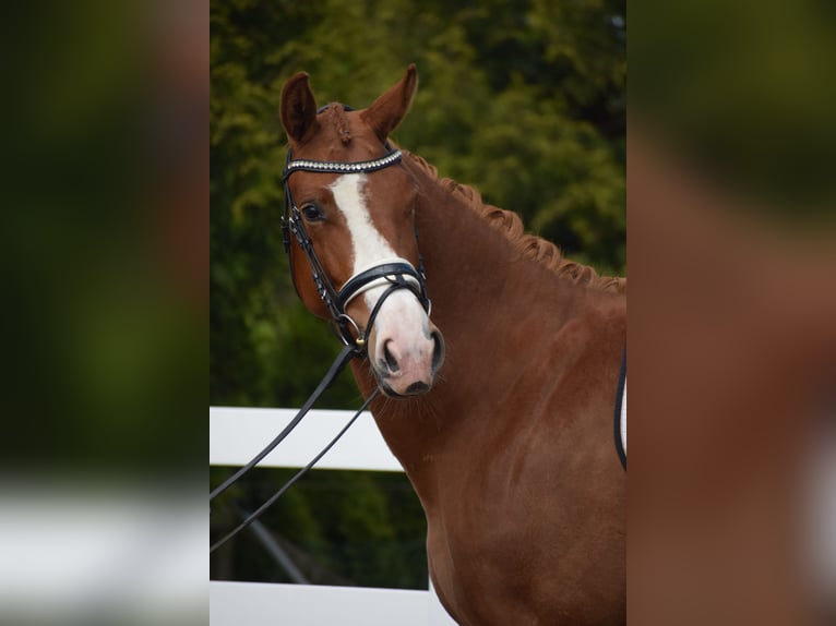 Oldenburg Mare 3 years 16 hh Chestnut-Red in Dätgen