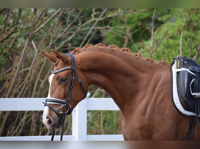 Oldenburg Mare 3 years 16 hh Chestnut-Red in Dätgen