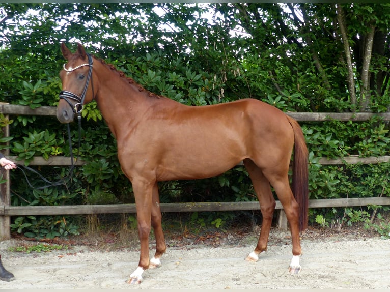 Oldenburg Mare 3 years 16 hh Chestnut-Red in Drantum