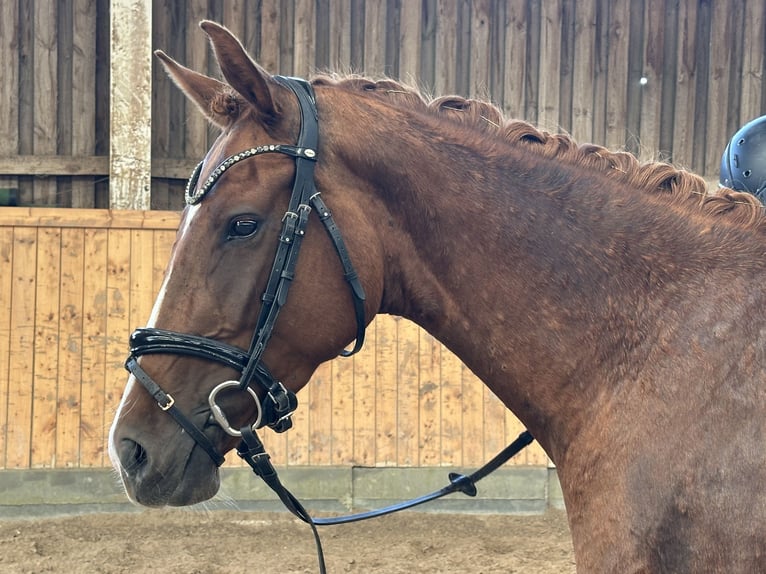 Oldenburg Mare 3 years 16 hh Chestnut-Red in Nauen