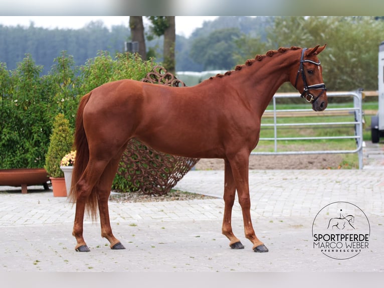 Oldenburg Mare 3 years 16 hh Chestnut-Red in Westerstede