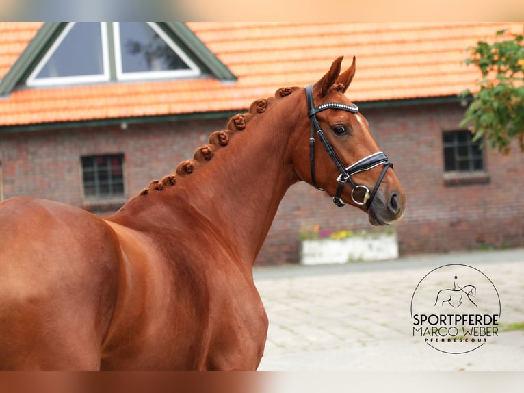 Oldenburg Mare 3 years 16 hh Chestnut-Red in Westerstede