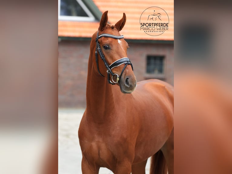 Oldenburg Mare 3 years 16 hh Chestnut-Red in Westerstede