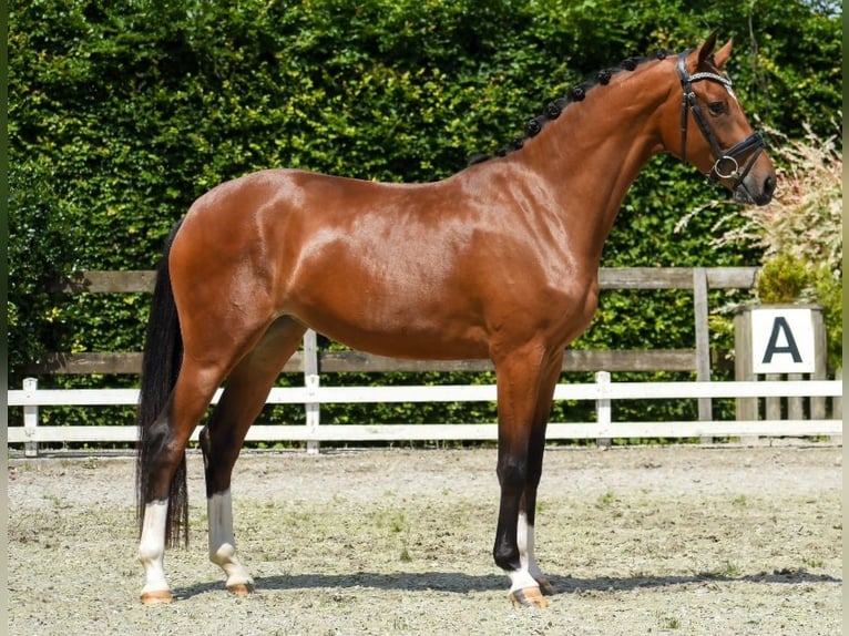 Oldenburg Mare 3 years 16 hh in Beuningen Gld