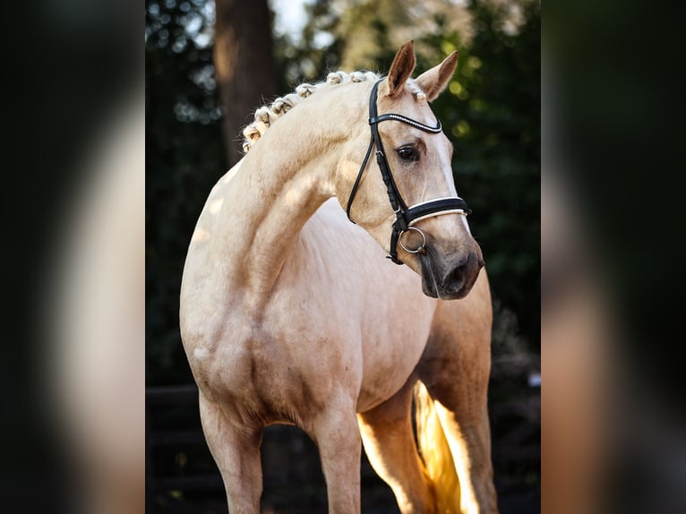 Oldenburg Mare 3 years 16 hh Palomino in Bilthoven