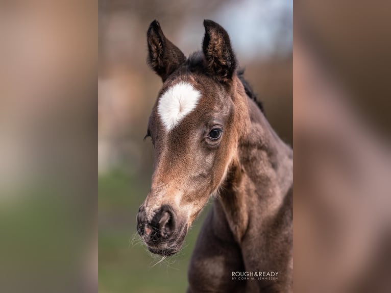 Oldenburg Mare 3 years 16 hh Smoky-Black in Versmold