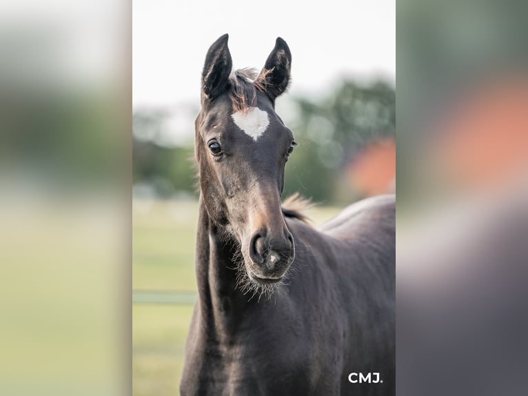 Oldenburg Mare 3 years 16 hh Smoky-Black in Versmold