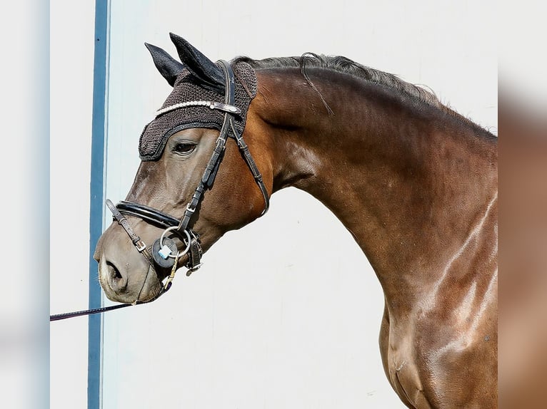 Oldenburg Mare 3 years 16 hh Smoky-Black in Wolfsbach