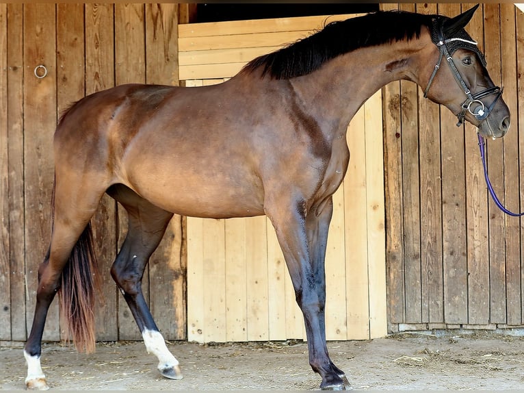 Oldenburg Mare 3 years 16 hh Smoky-Black in Wolfsbach
