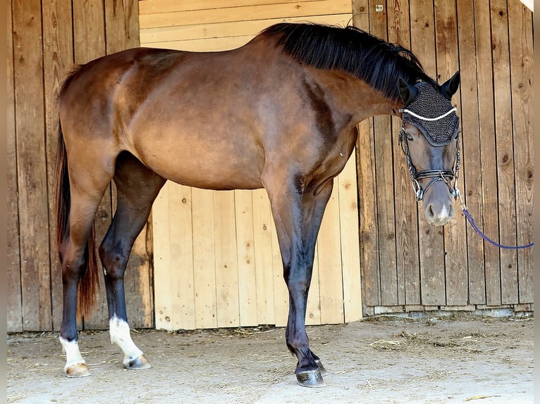 Oldenburg Mare 3 years 16 hh Smoky-Black in Wolfsbach