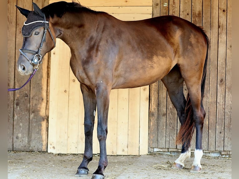 Oldenburg Mare 3 years 16 hh Smoky-Black in Wolfsbach