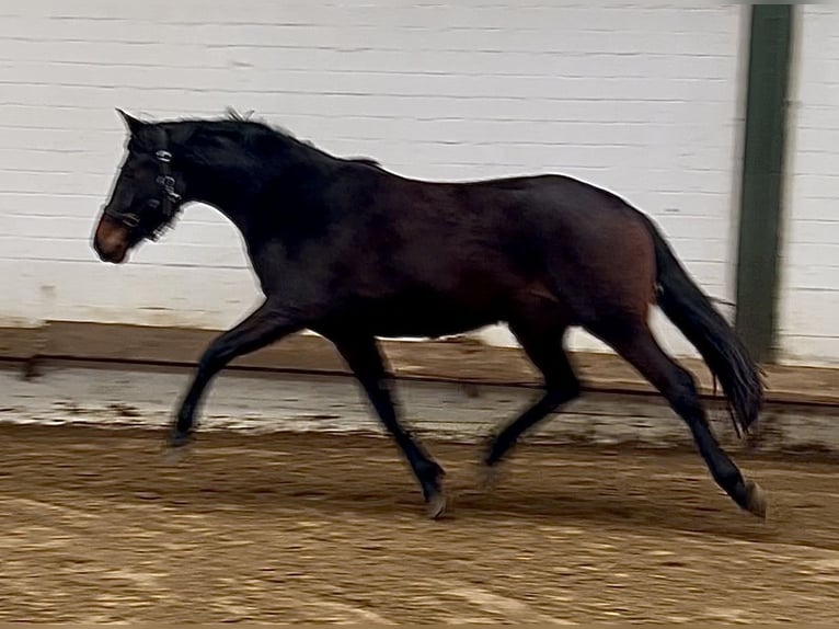 Oldenburg Mare 3 years 16,1 hh Bay-Dark in Bargstedt