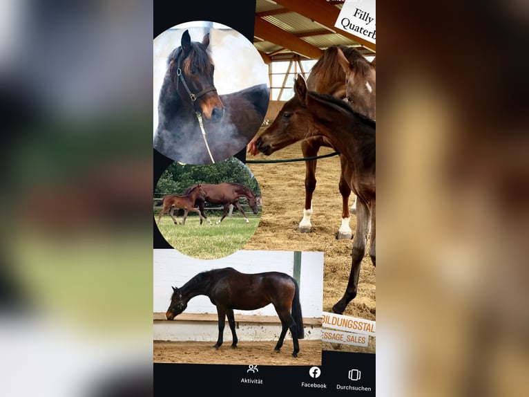 Oldenburg Mare 3 years 16,1 hh Bay-Dark in Bargstedt