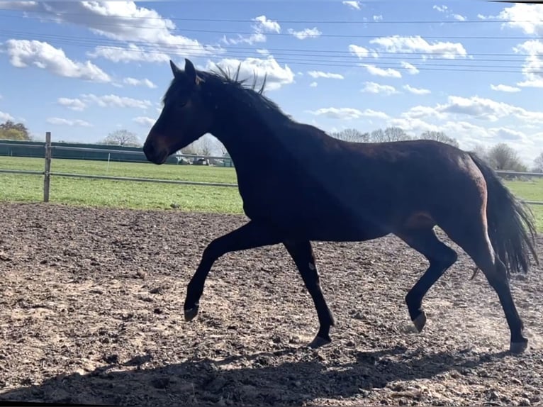 Oldenburg Mare 3 years 16,1 hh Bay-Dark in Bargstedt