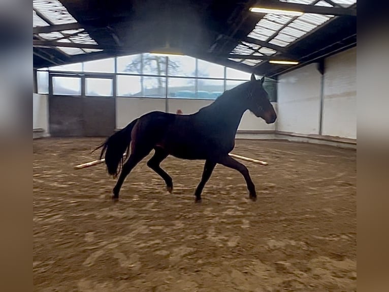 Oldenburg Mare 3 years 16,1 hh Bay-Dark in Bargstedt