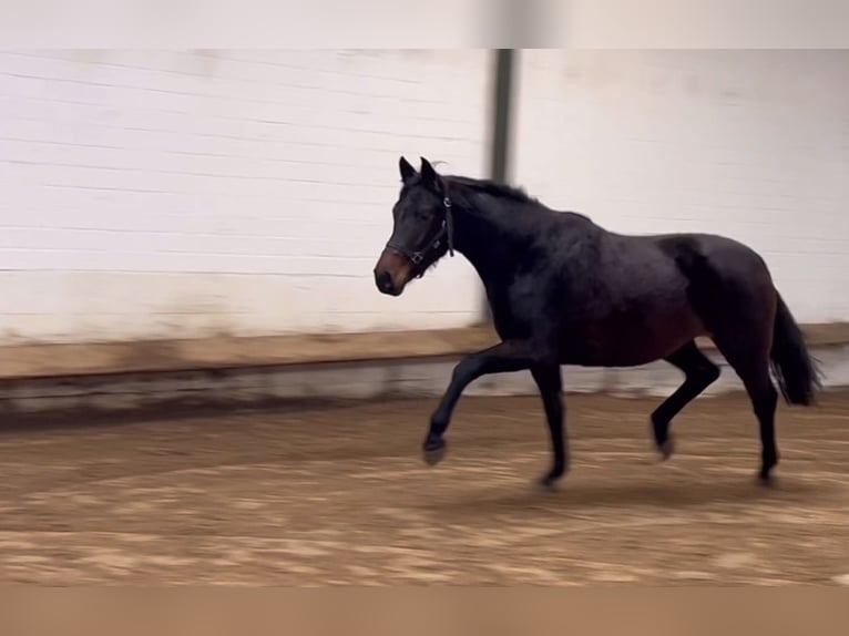 Oldenburg Mare 3 years 16,1 hh Bay-Dark in Bargstedt