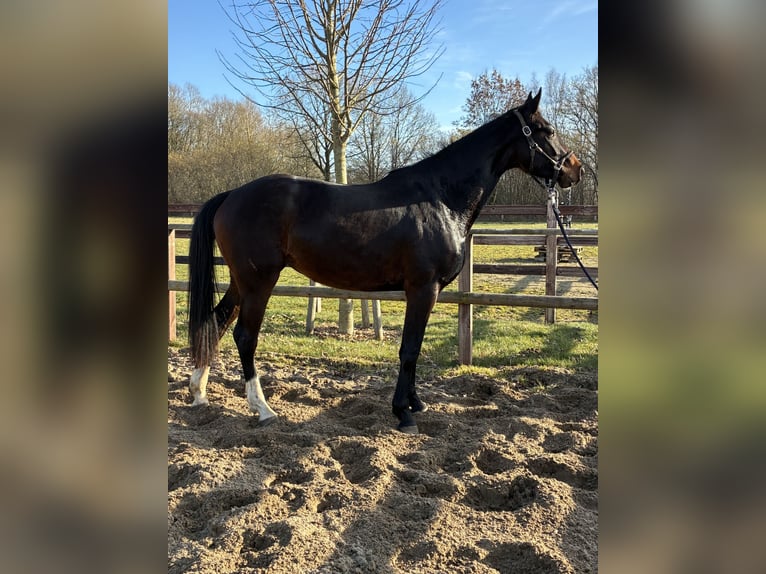 Oldenburg Mare 3 years 16,1 hh Bay-Dark in Blunk