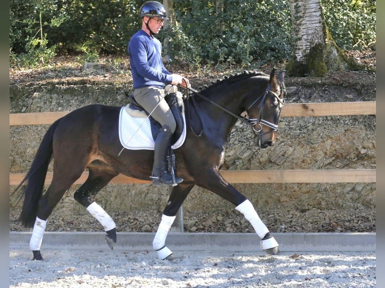 Oldenburg Mare 3 years 16,1 hh Bay-Dark in Bramsche
