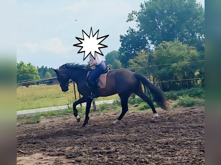 Oldenburg Mare 3 years 16,1 hh Bay-Dark in Potsdam OT Satzkorn