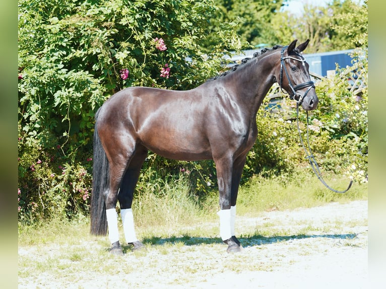 Oldenburg Mare 3 years 16,1 hh Black in Hohenfelde