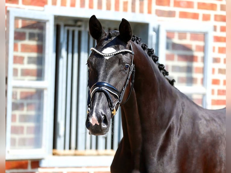 Oldenburg Mare 3 years 16,1 hh Black in Bramsche