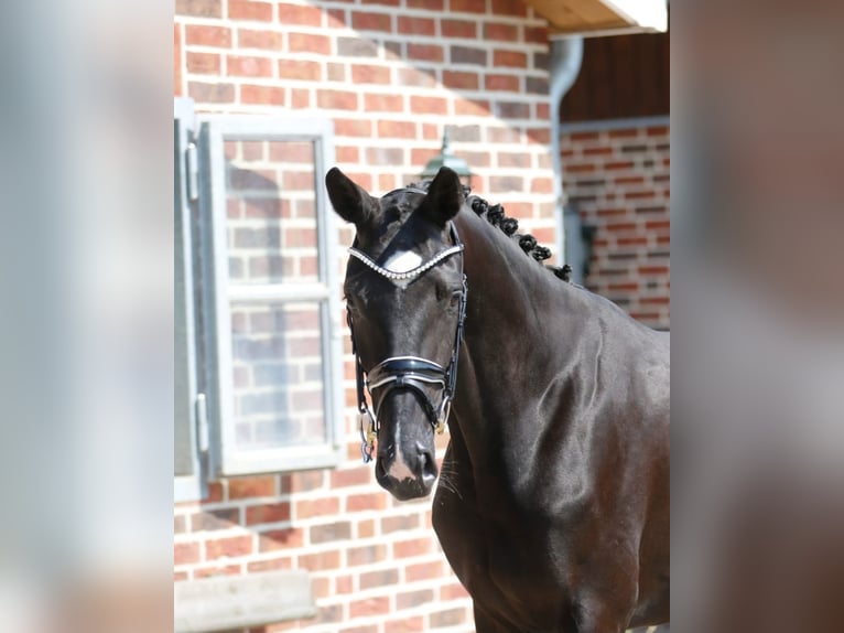 Oldenburg Mare 3 years 16,1 hh Black in Bramsche