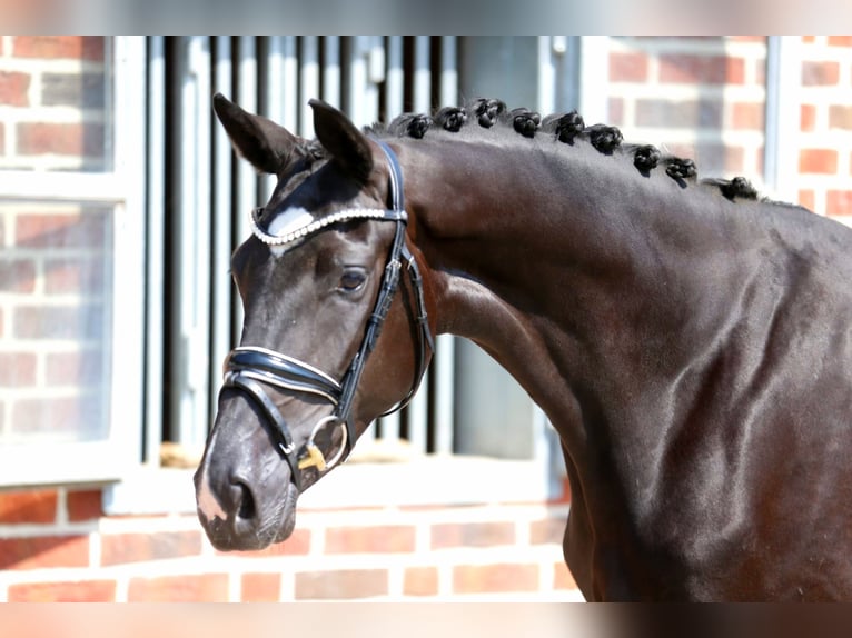 Oldenburg Mare 3 years 16,1 hh Black in Bramsche