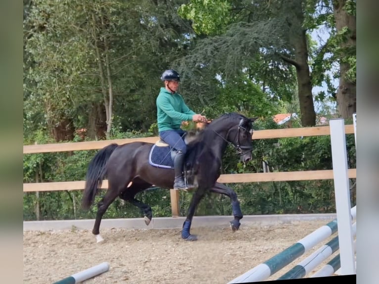 Oldenburg Mare 3 years 16,1 hh Black in Bramsche