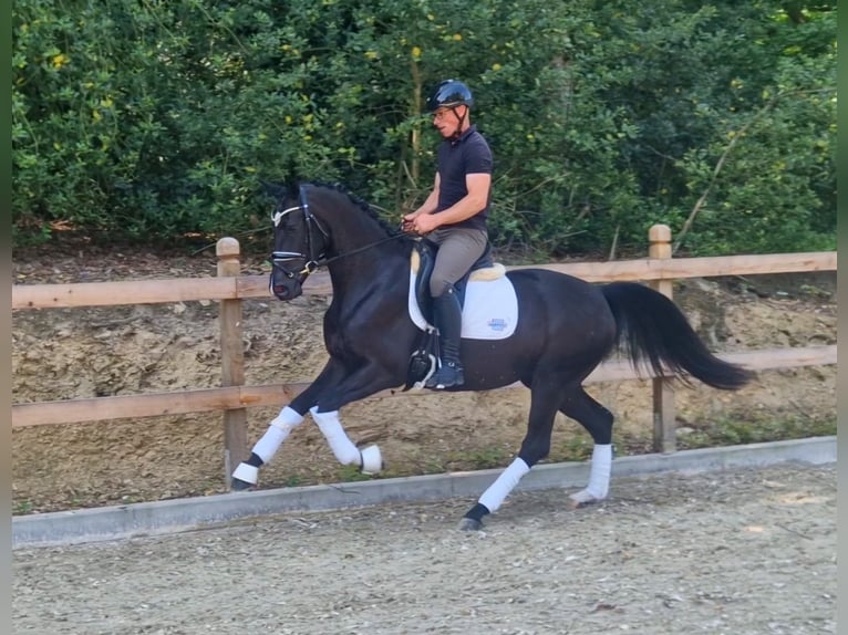 Oldenburg Mare 3 years 16,1 hh Black in Bramsche
