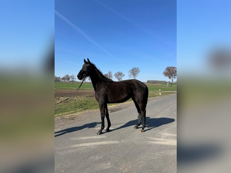 Oldenburg Mare 3 years 16,1 hh Black in Hildesheim