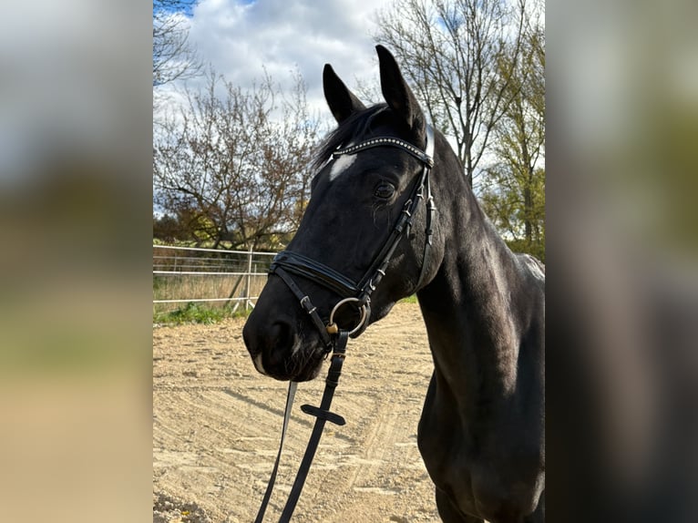 Oldenburg Mare 3 years 16,1 hh Black in Erfurt