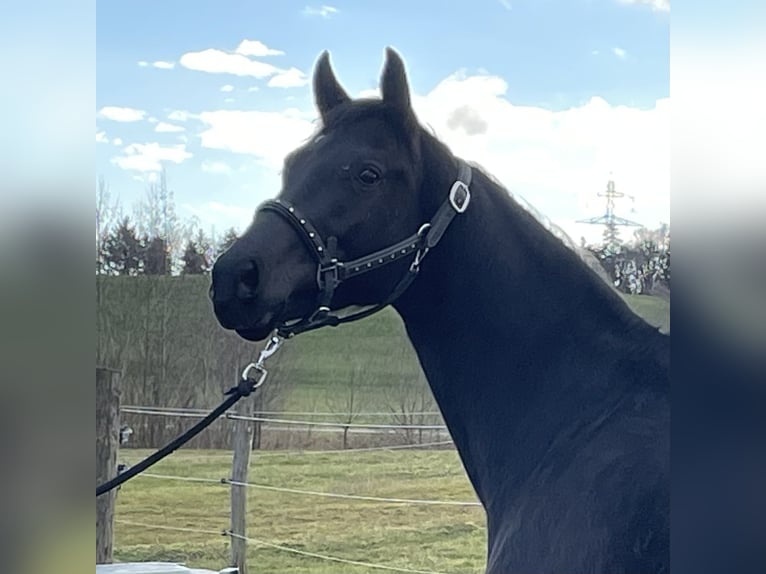 Oldenburg Mare 3 years 16,1 hh Black in Zwillikon
