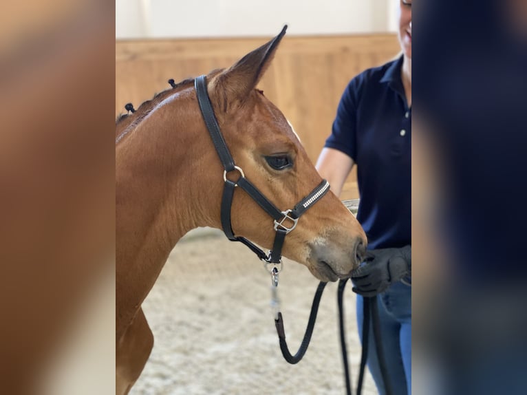 Oldenburg Mare 3 years 16,1 hh Brown in Blunk
