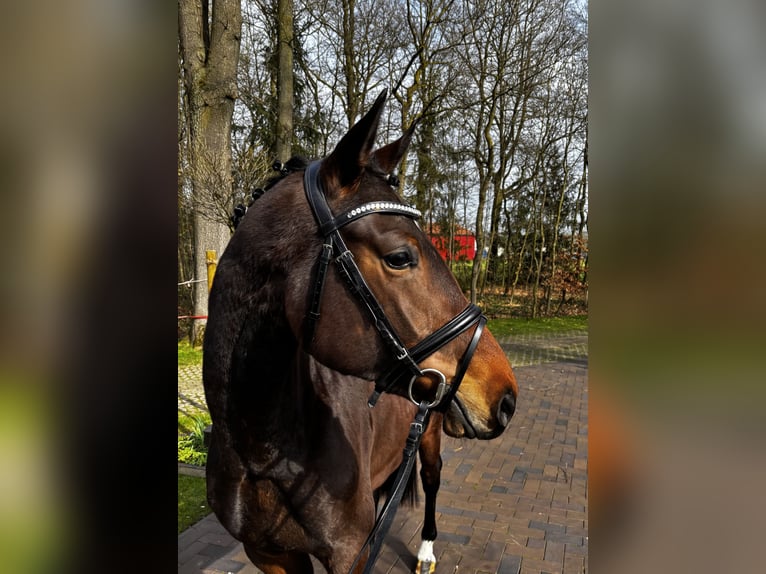 Oldenburg Mare 3 years 16,1 hh Brown in Bohmte