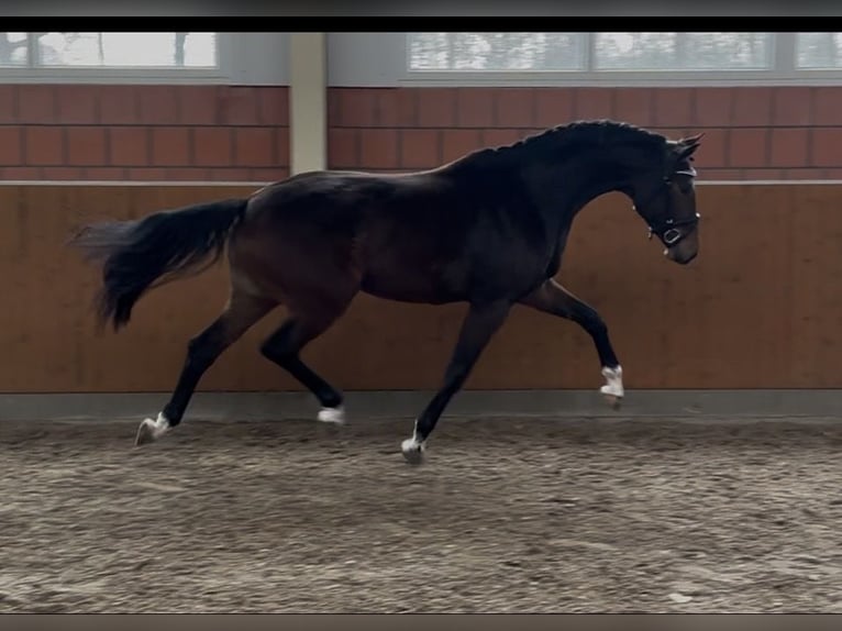 Oldenburg Mare 3 years 16,1 hh Brown in Bohmte